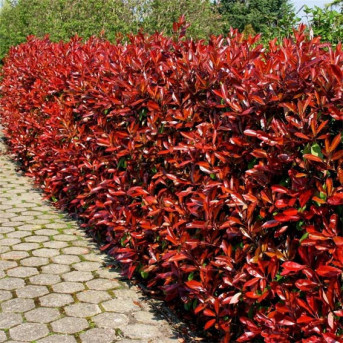 Photinia red robin