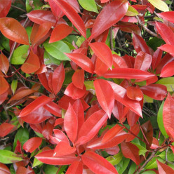 Photinia red robin