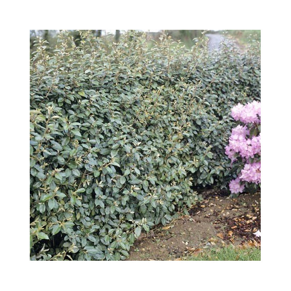 elaeagnus ebbingei elaeagnus ebbingei
