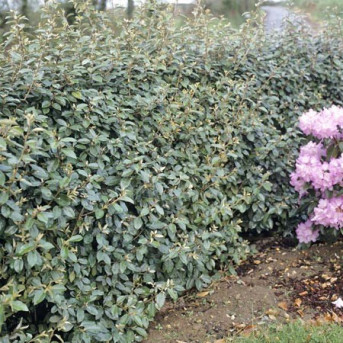 elaeagnus ebbingei