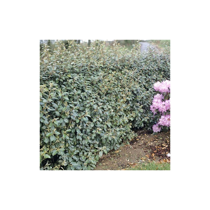 elaeagnus ebbingei