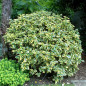 elaeagnus ebbingei elaeagnus ebbingei
