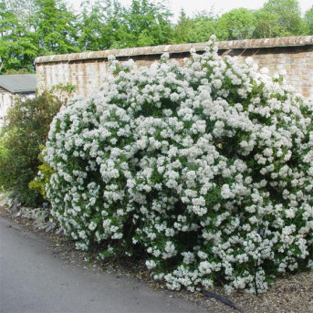 Choisya ternata