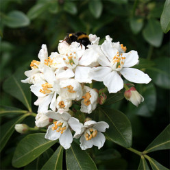 Choisya ternata