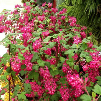 Ribes sanguineum
