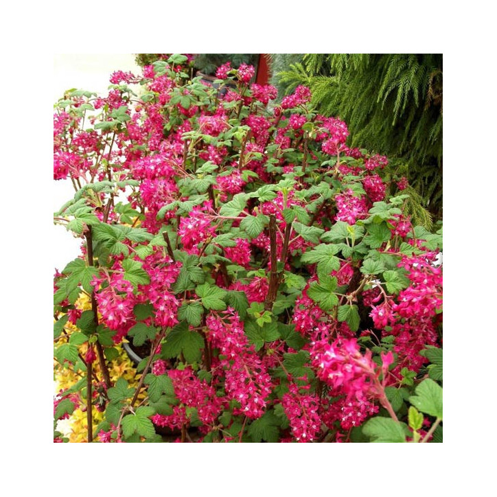 Ribes sanguineum