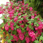 Ribes sanguineum Ribes sanguineum