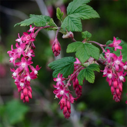 Ribes sanguineum