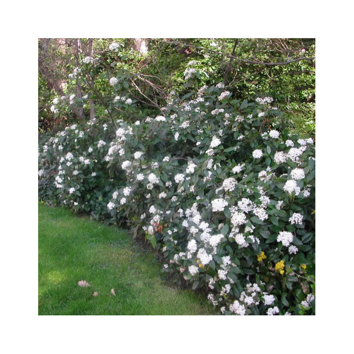 Viburnum tinus
