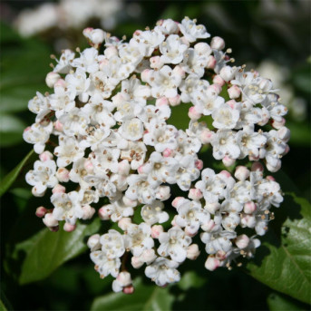 Viburnum tinus