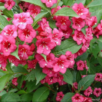 Weigela  Bristol Ruby