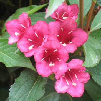 Weigela  Bristol Ruby