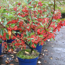 Cotoneaster franchetii