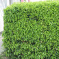 Prunus lusitanica