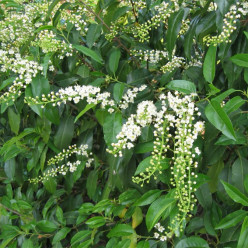 Prunus lusitanica