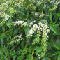 Prunus lusitanica
