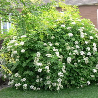 Philadelphus