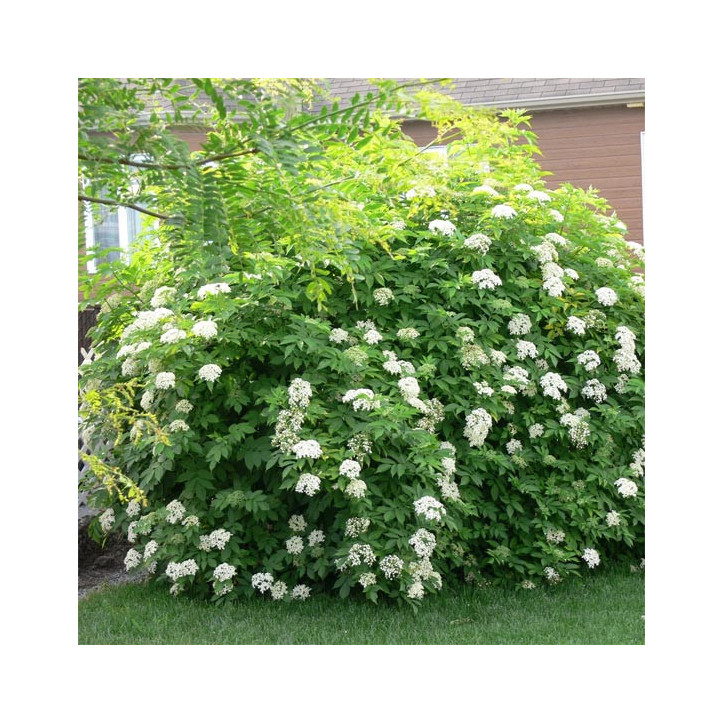 Philadelphus