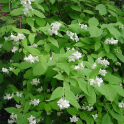 Philadelphus