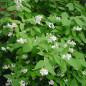 Philadelphus Philadelphus