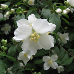 Philadelphus