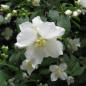 Philadelphus Philadelphus