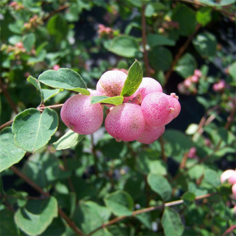 Symphoricarpos x chenaultii