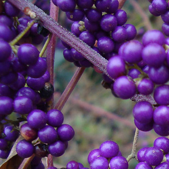 Callicarpa
