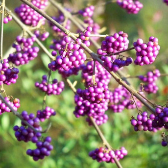 Callicarpa
