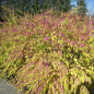 Callicarpa