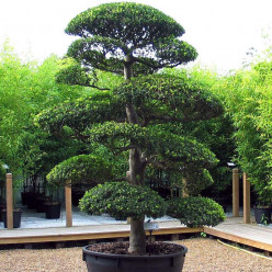 ILEX CRENATA