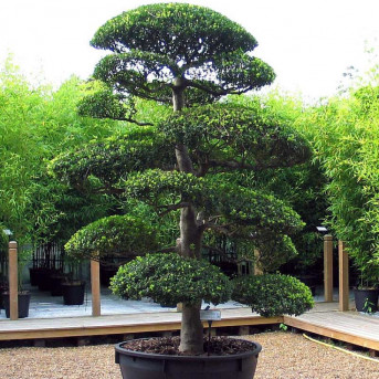 ILEX CRENATA