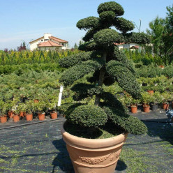 ILEX CRENATA