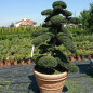 ILEX CRENATA