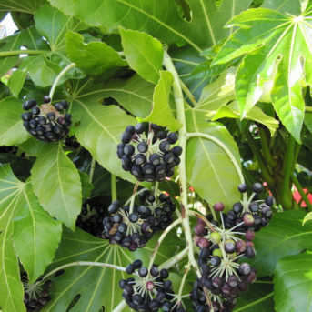 Fatsia du Japon