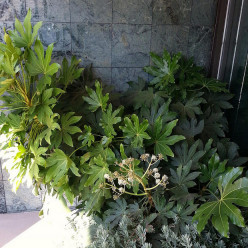 Fatsia du Japon