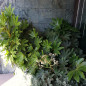 Fatsia du Japon