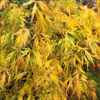 ERABLE DU JAPON  VIRIDIS