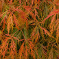 ERABLE DU JAPON VIRIDIS ERABLE DU JAPON VIRIDIS