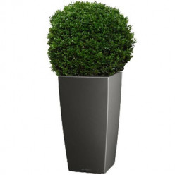Buis boule(40 - 45 CM) rempoté dans un pot LECHUZA CUBICO ANTHRACITE
