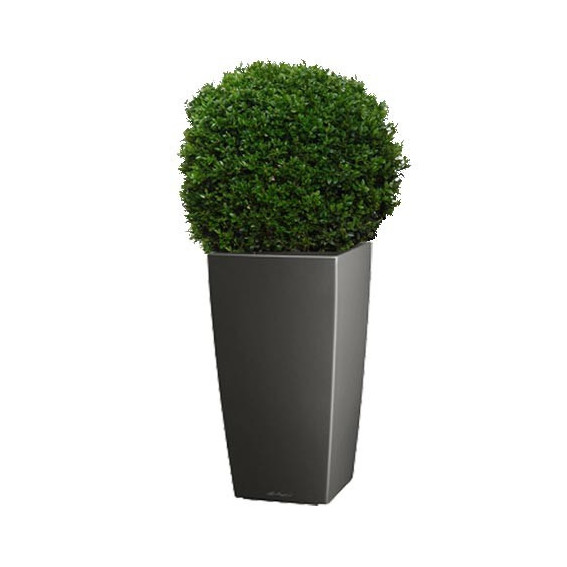Buis boule(40 - 45 CM) rempoté dans un pot LECHUZA CUBICO ANTHRACITE Buis boule(40 - 45 CM) rempoté dans un pot LECHUZA CUBICO ANTHRACITE