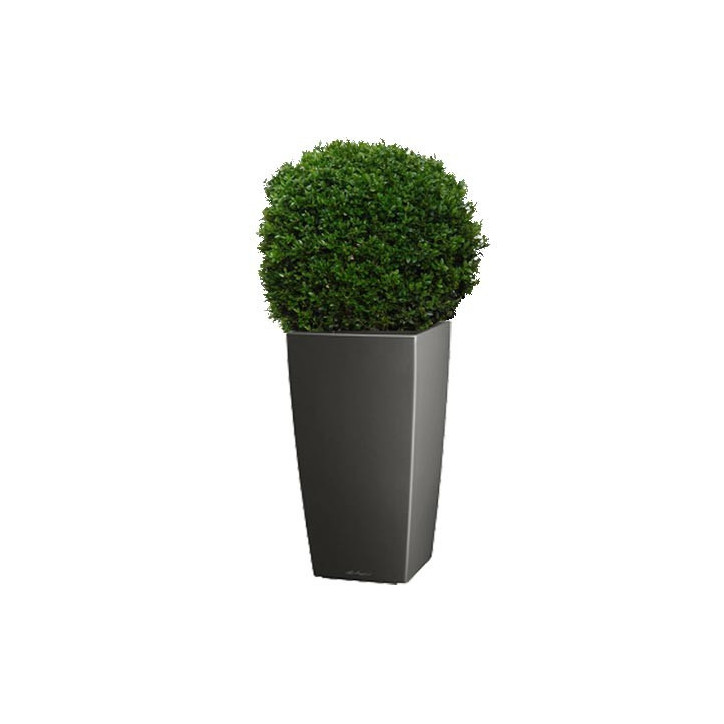 Buis boule(40 - 45 CM) rempoté dans un pot LECHUZA CUBICO ANTHRACITE