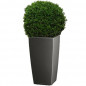 Buis boule(40 - 45 CM) rempoté dans un pot LECHUZA CUBICO ANTHRACITE Buis boule(40 - 45 CM) rempoté dans un pot LECHUZA CUBICO ANTHRACITE