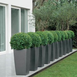 Buis boule(40 - 45 CM) rempoté dans un pot LECHUZA CUBICO ANTHRACITE