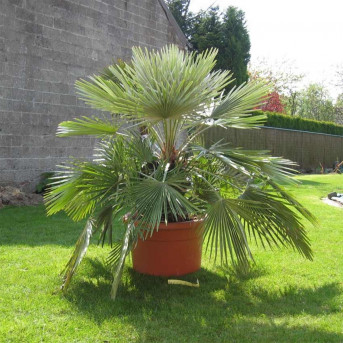 Chamaerops humilis