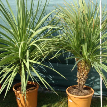 Cordyline