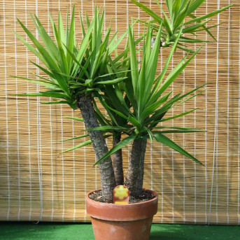 Yucca