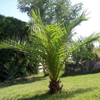 Palmier des Canaries, Dattier des Canaries