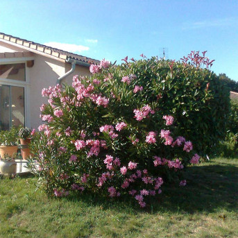 Laurier rose