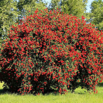 Callistemon